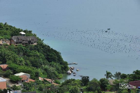 Fazendas de ostras no litoral de Bombinhas, litoral de Santa Catarina
